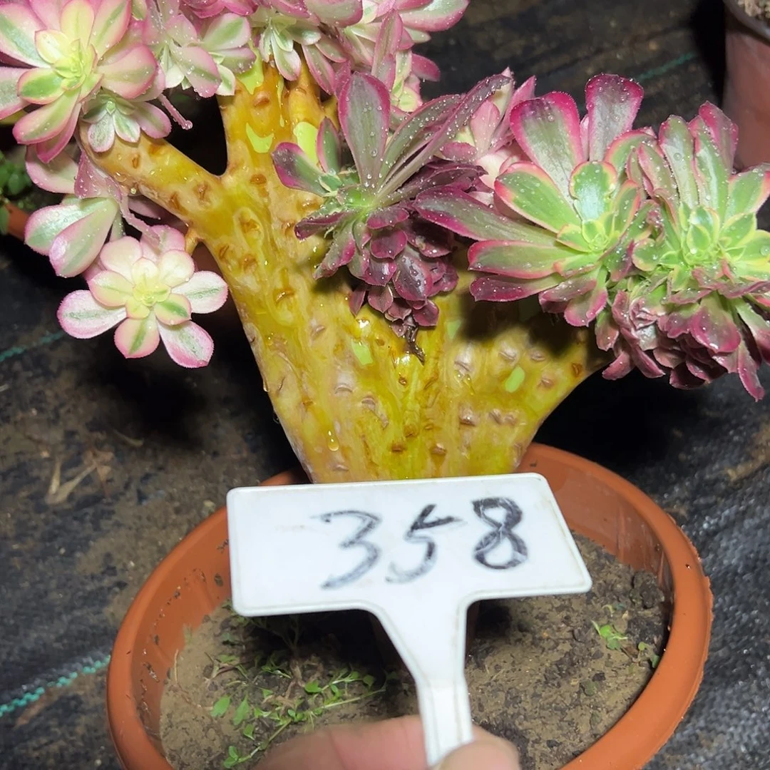 朴****多肉植物美杜莎缀花砍头358