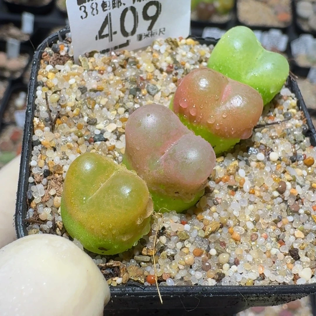 zzzzz生石花肉锥409