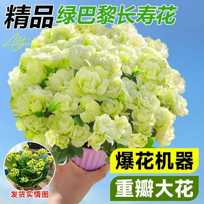 《绿巴黎》110盆长寿花