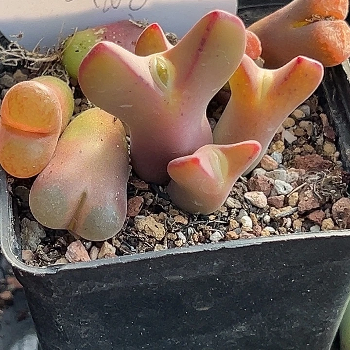 山*8颗肉锥多肉1111111111