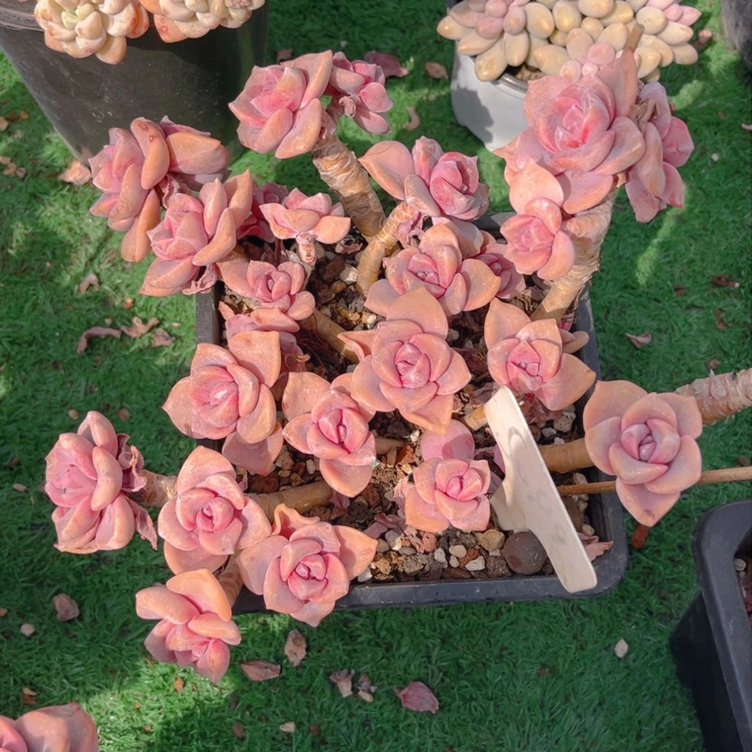 提*089fghjjjjjjjjjjj