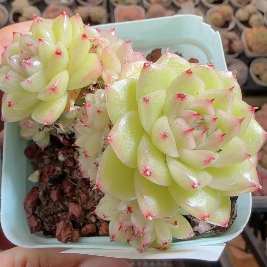 花语多肉0103-02开播福利散