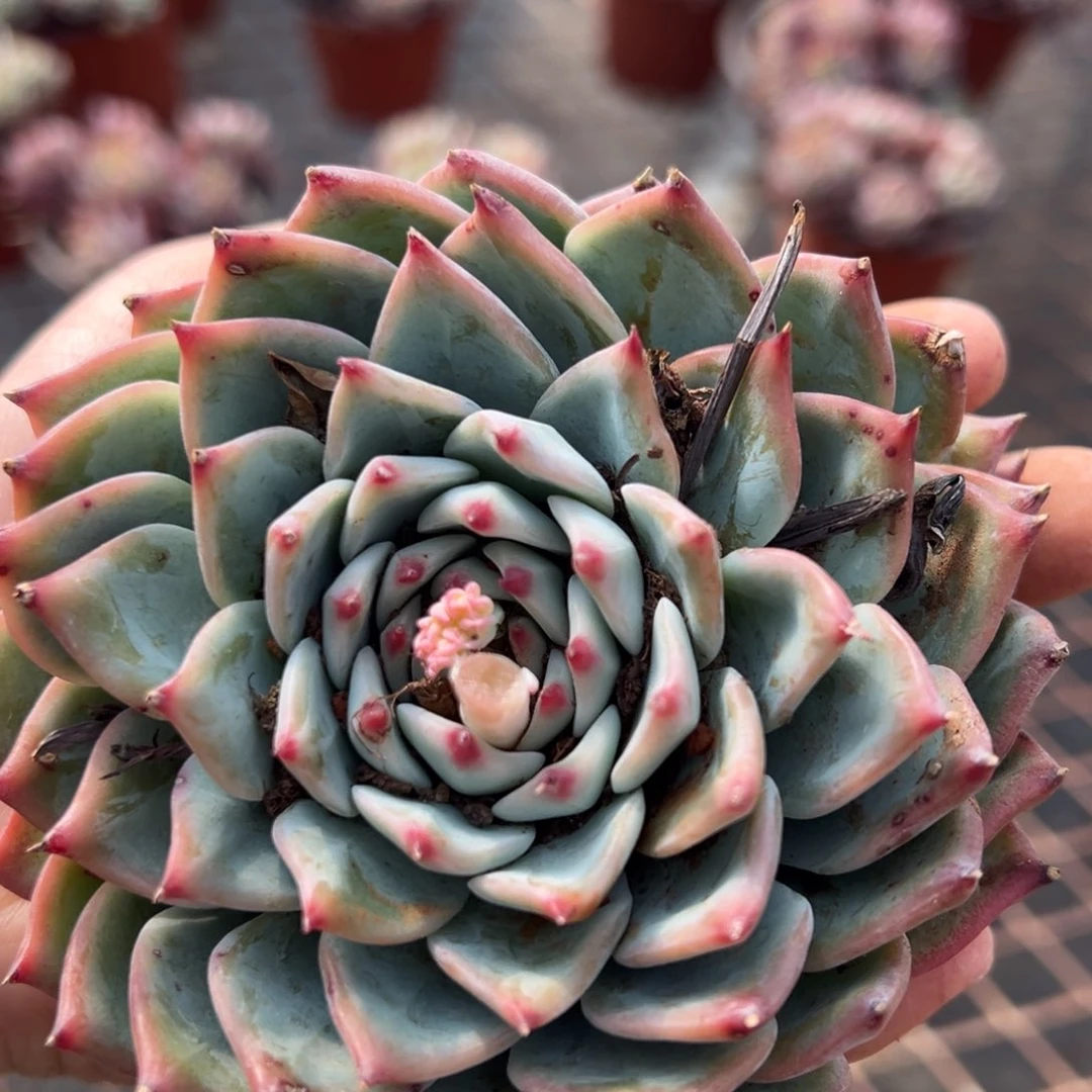 春节大福利，吉娃娃！