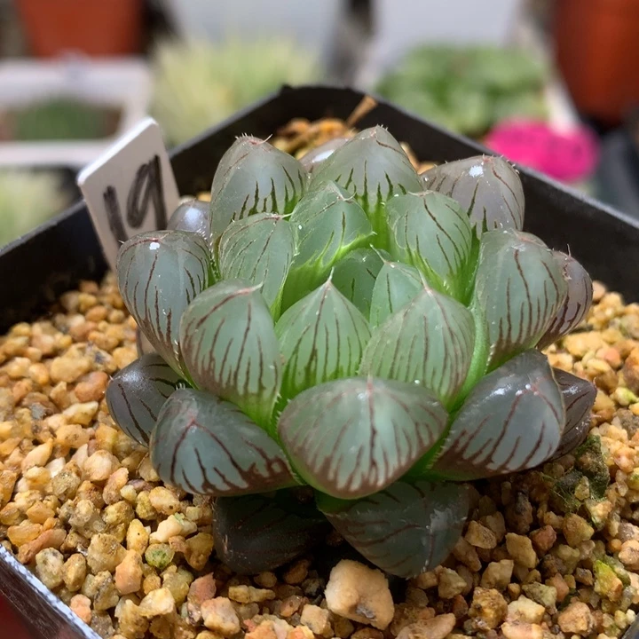 实生玉露带盆土发货