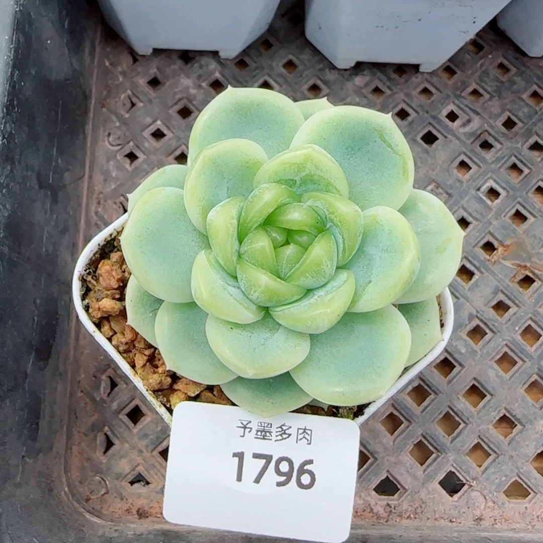 财富密码，1796多肉植物