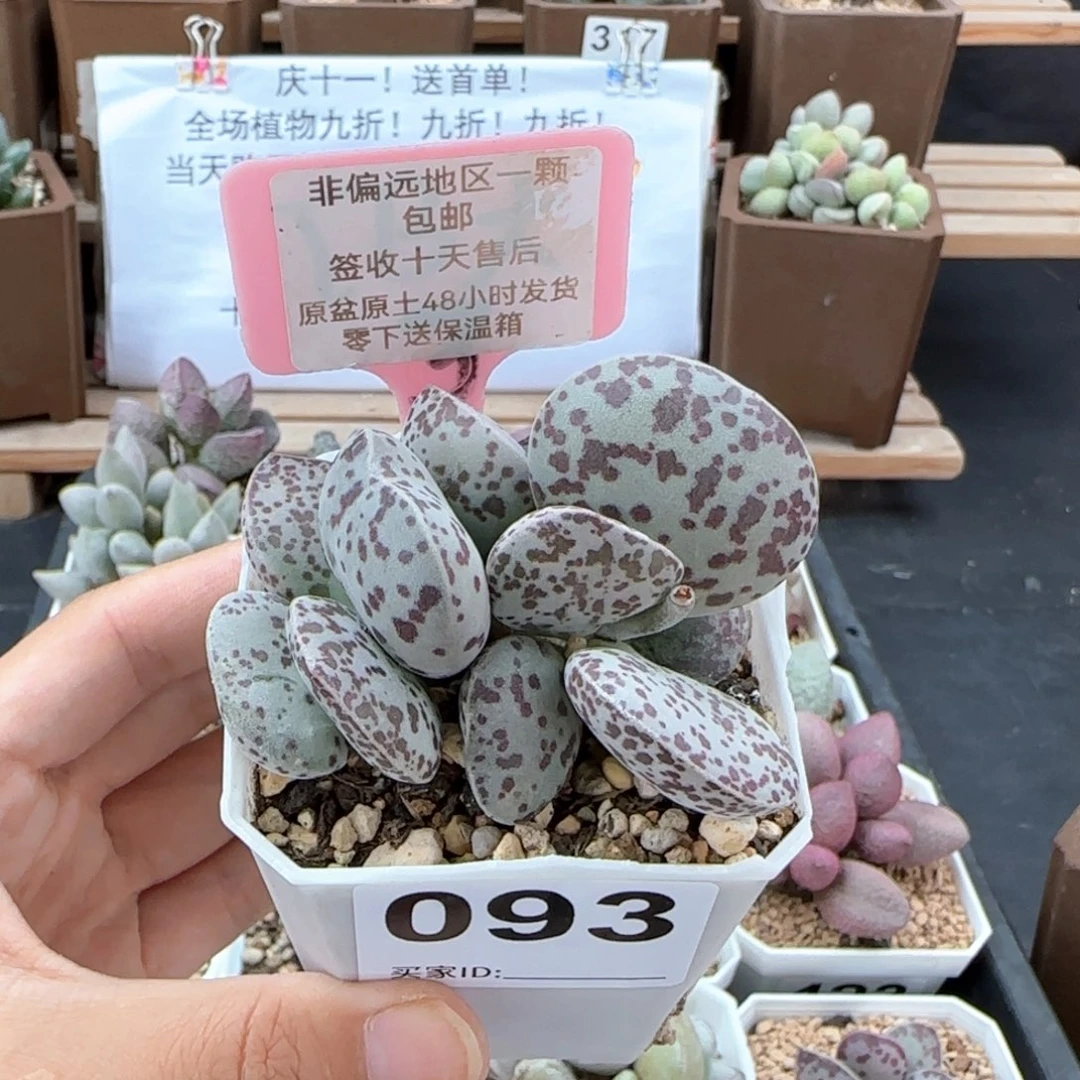 093巨型花旦多肉
