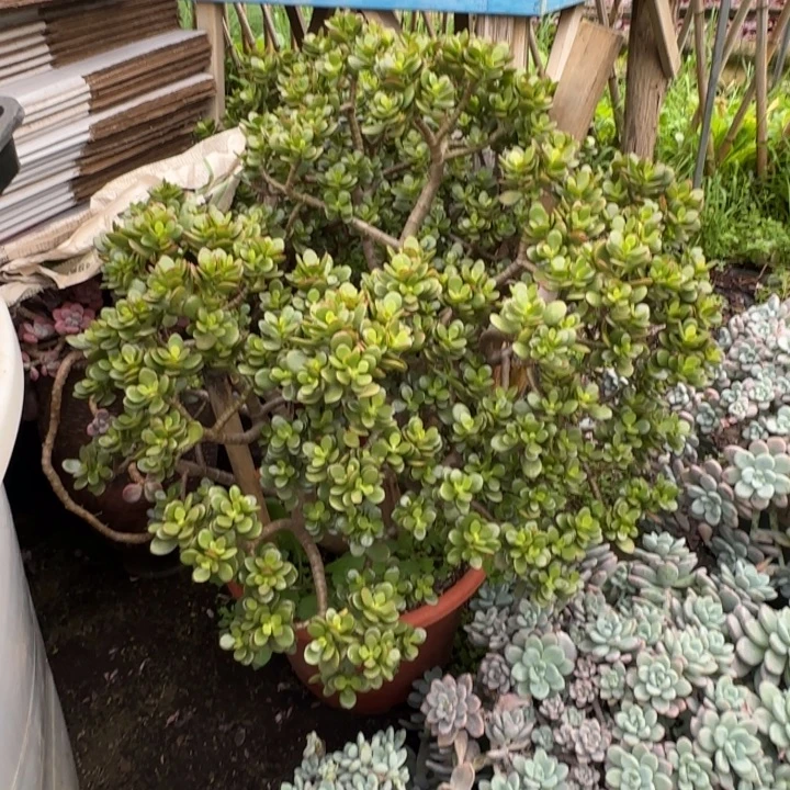 成***媒鸡红花月。