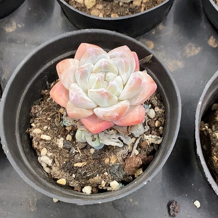 04。单头冰玉。福利多多