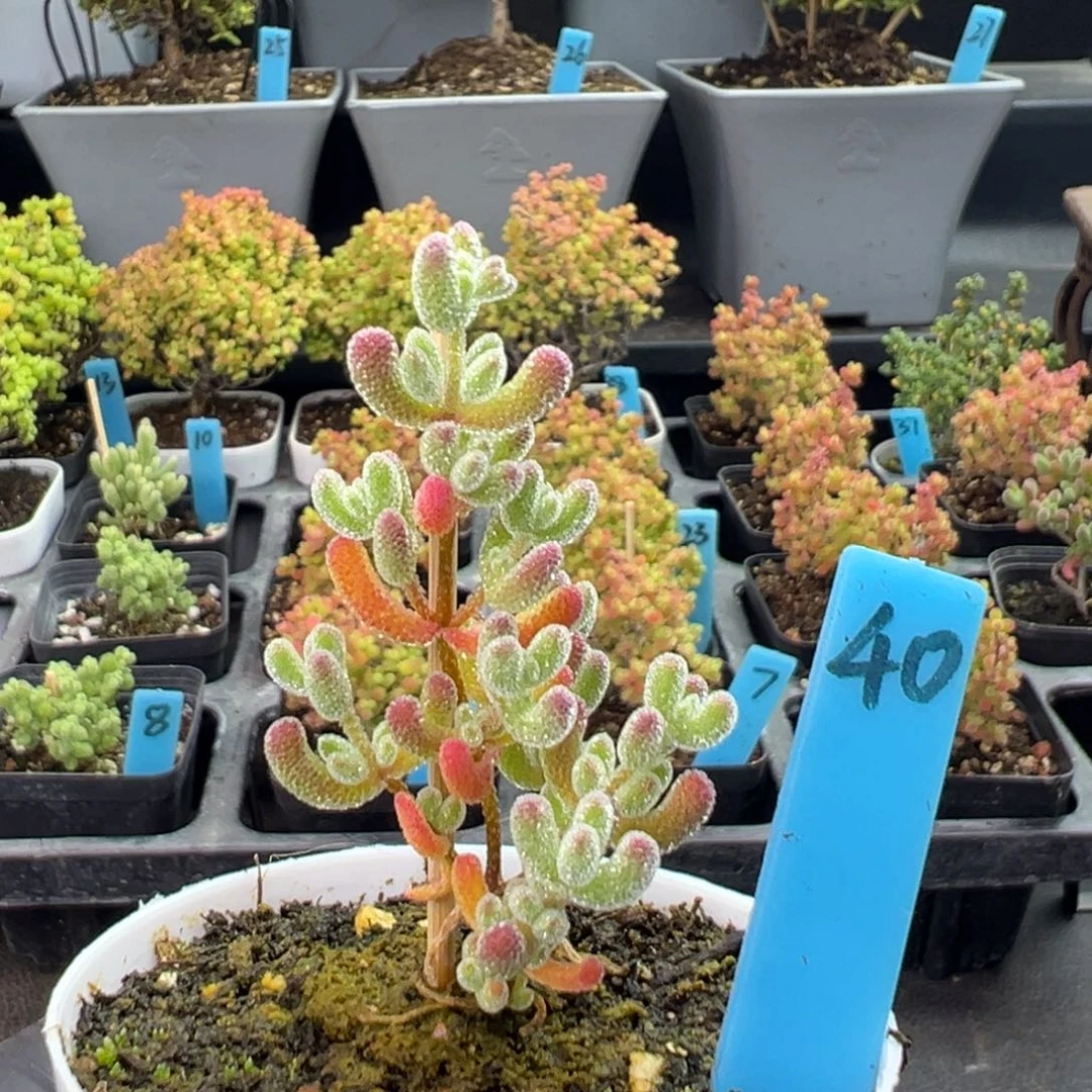 粉冰晶40号6厘米盆