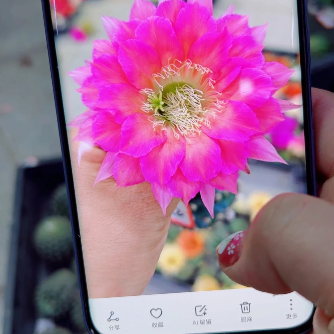 下22彩草粉茶花歪无根侧芽4公分左右20包邮