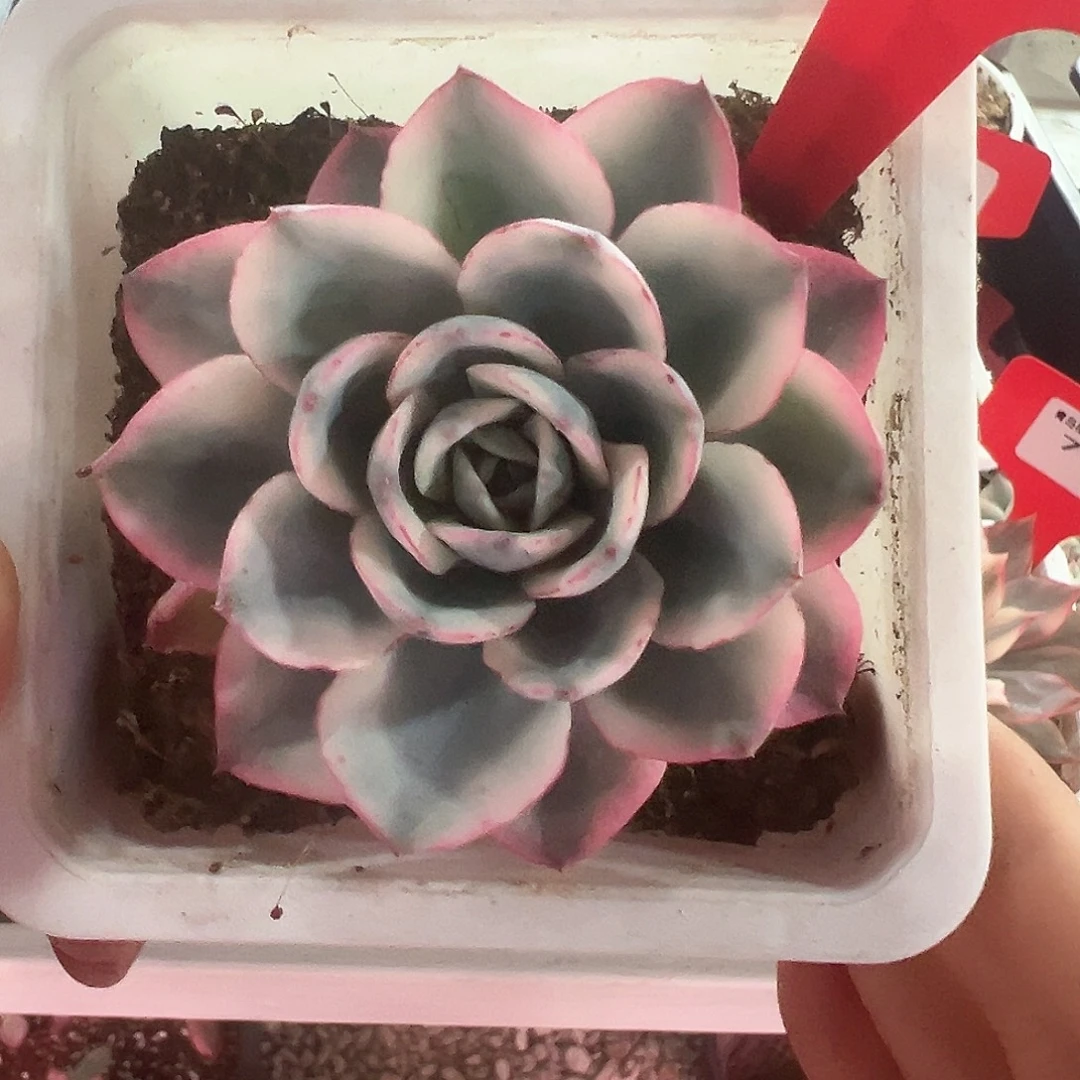 78号奶油黄桃锦多肉植物