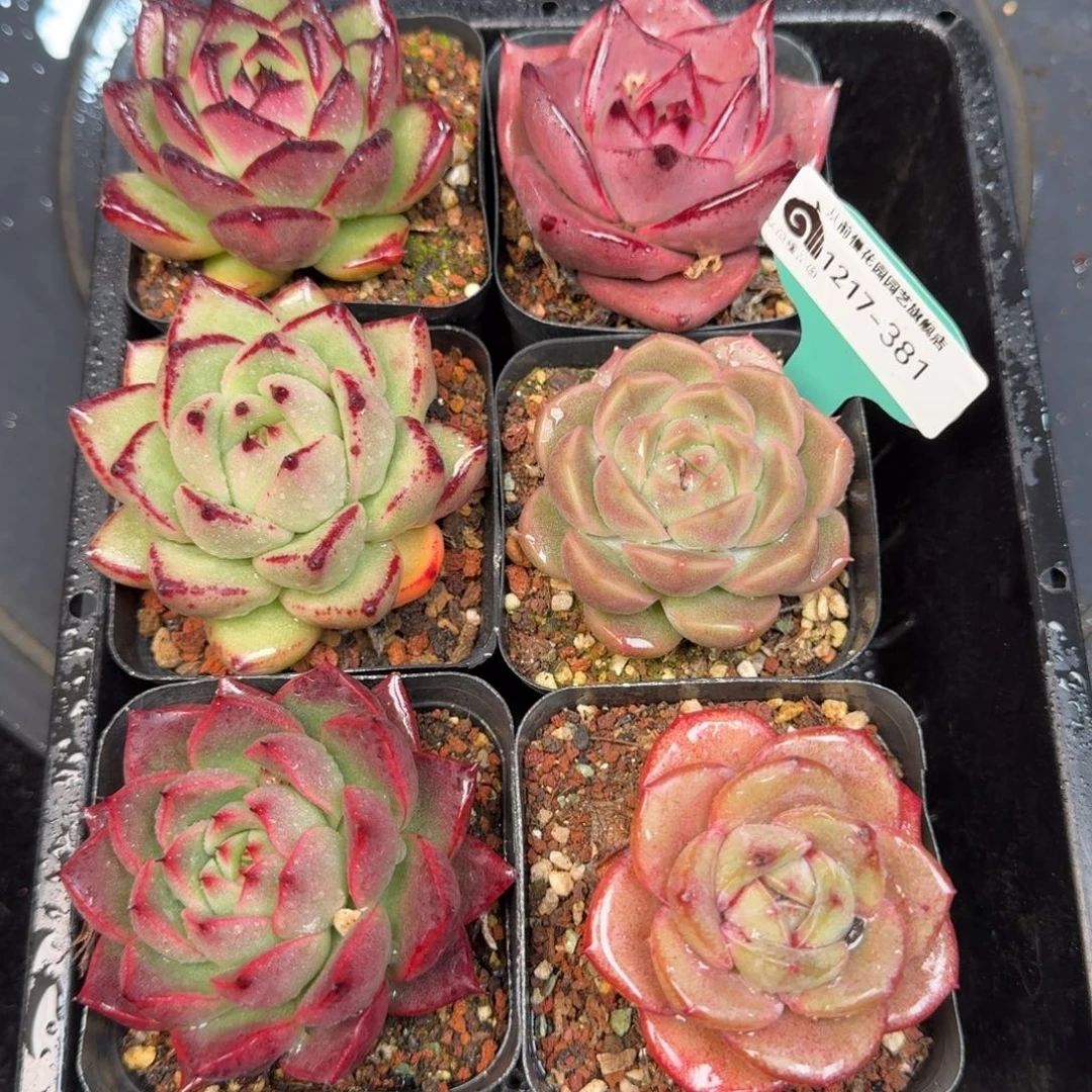 从前慢多肉精选编号1217.381