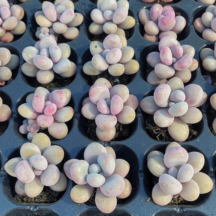 小桃蛋1元带土发