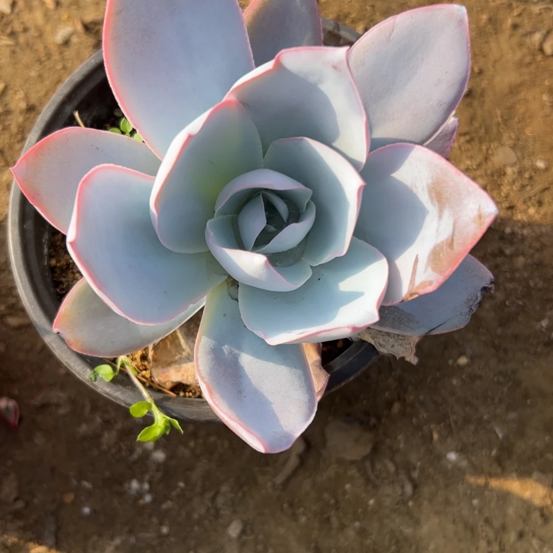 树****蚁多肉植物多肉植物