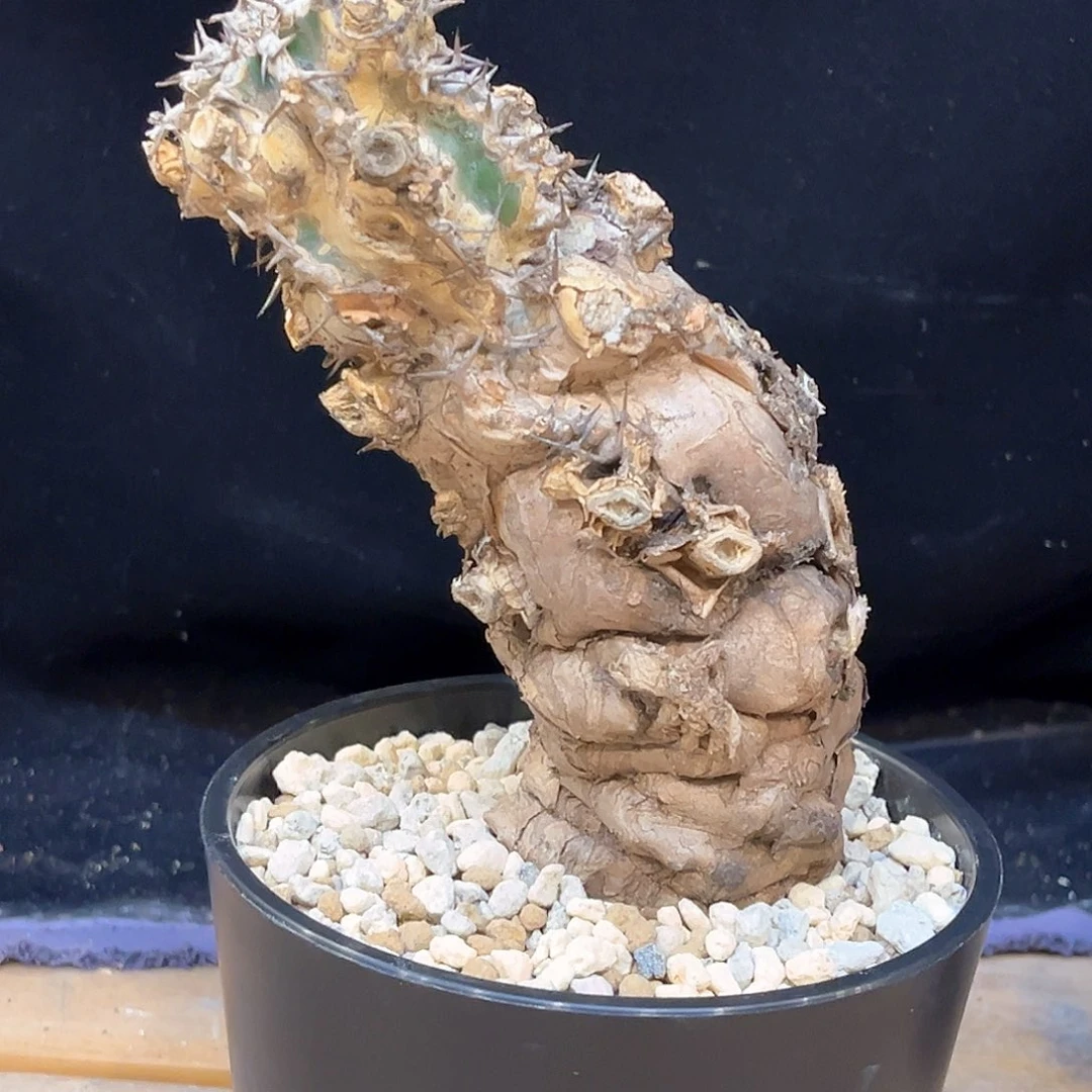 潮流植物火山大戟，养定