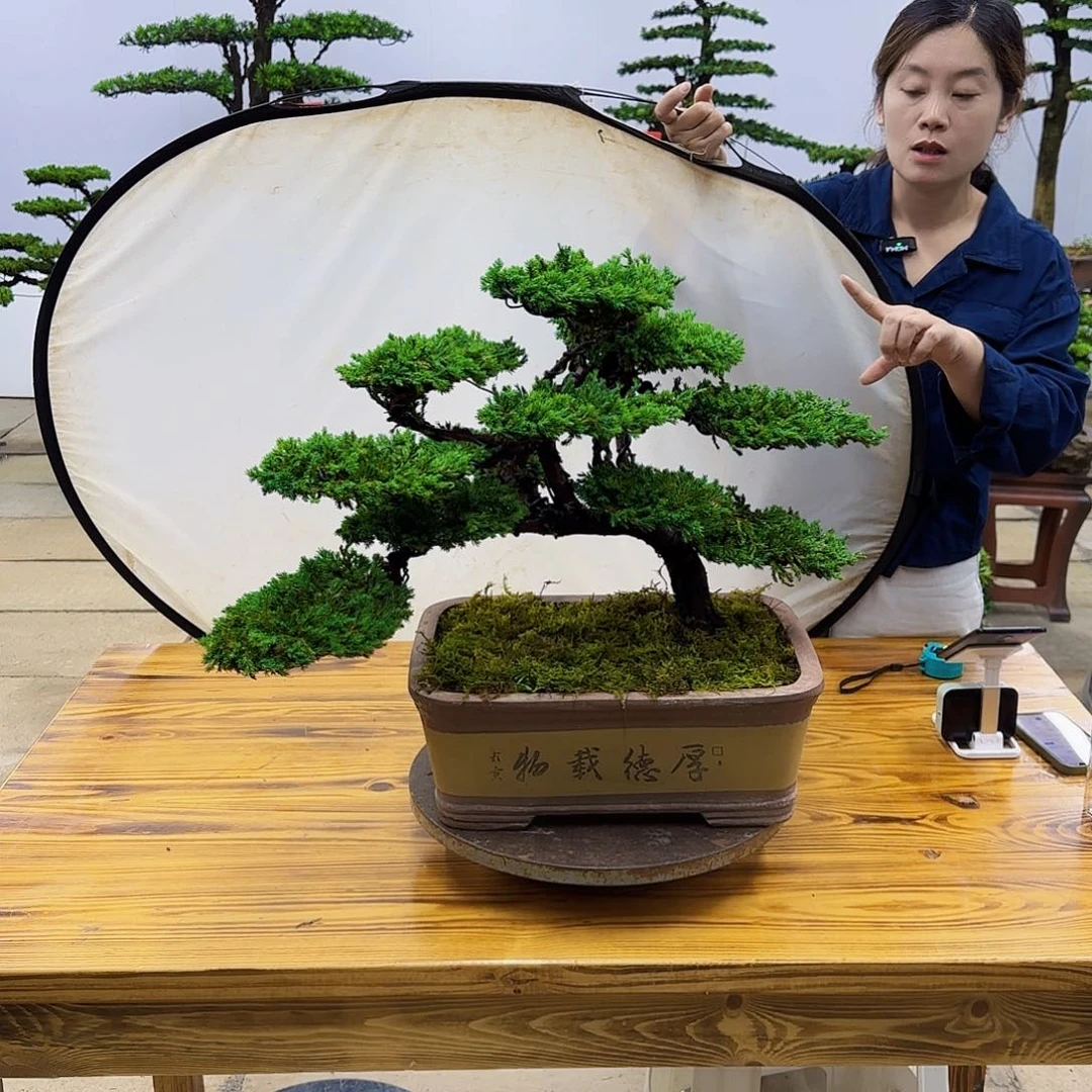 无花朵盆景直播间一物一拍