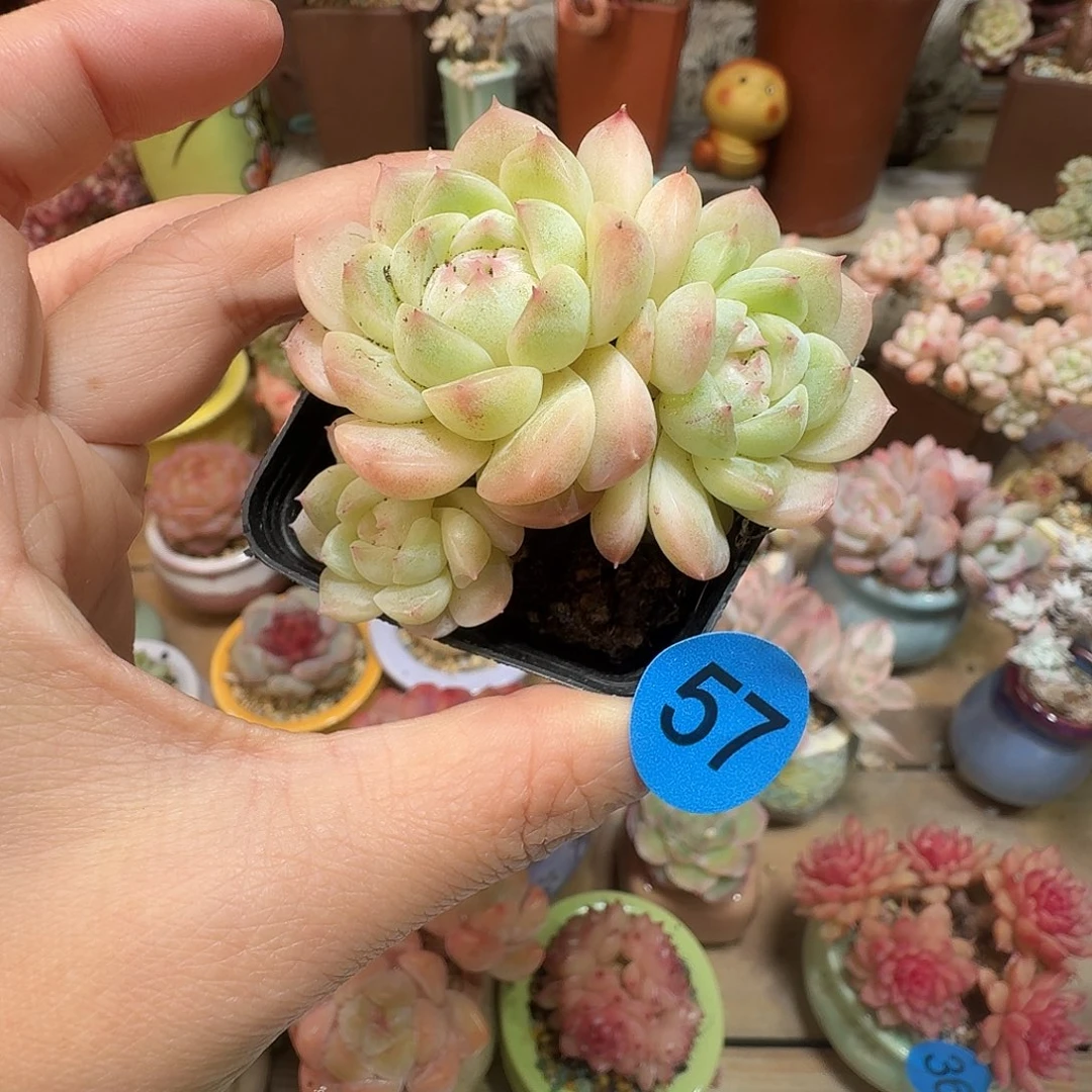 57多肉脱土哈哈哈哈