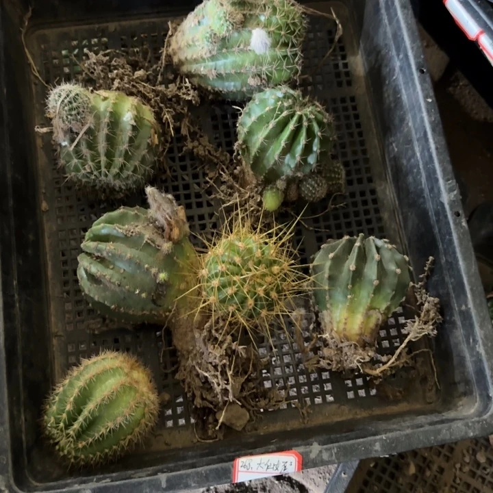 317筐拍无根侧牙小
