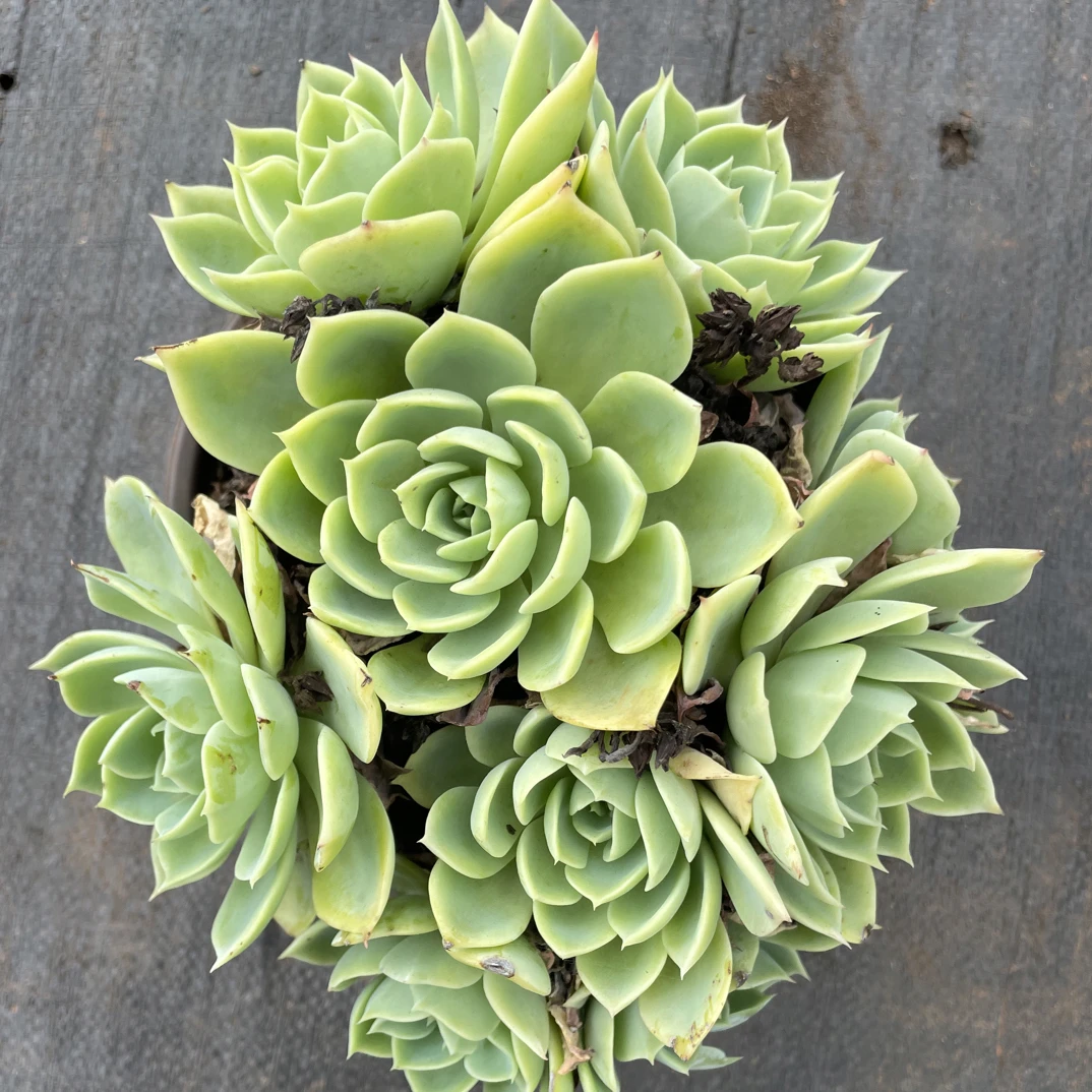 三色堇 金金精品多肉植物