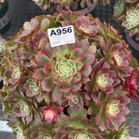 956莲花32厘米左右