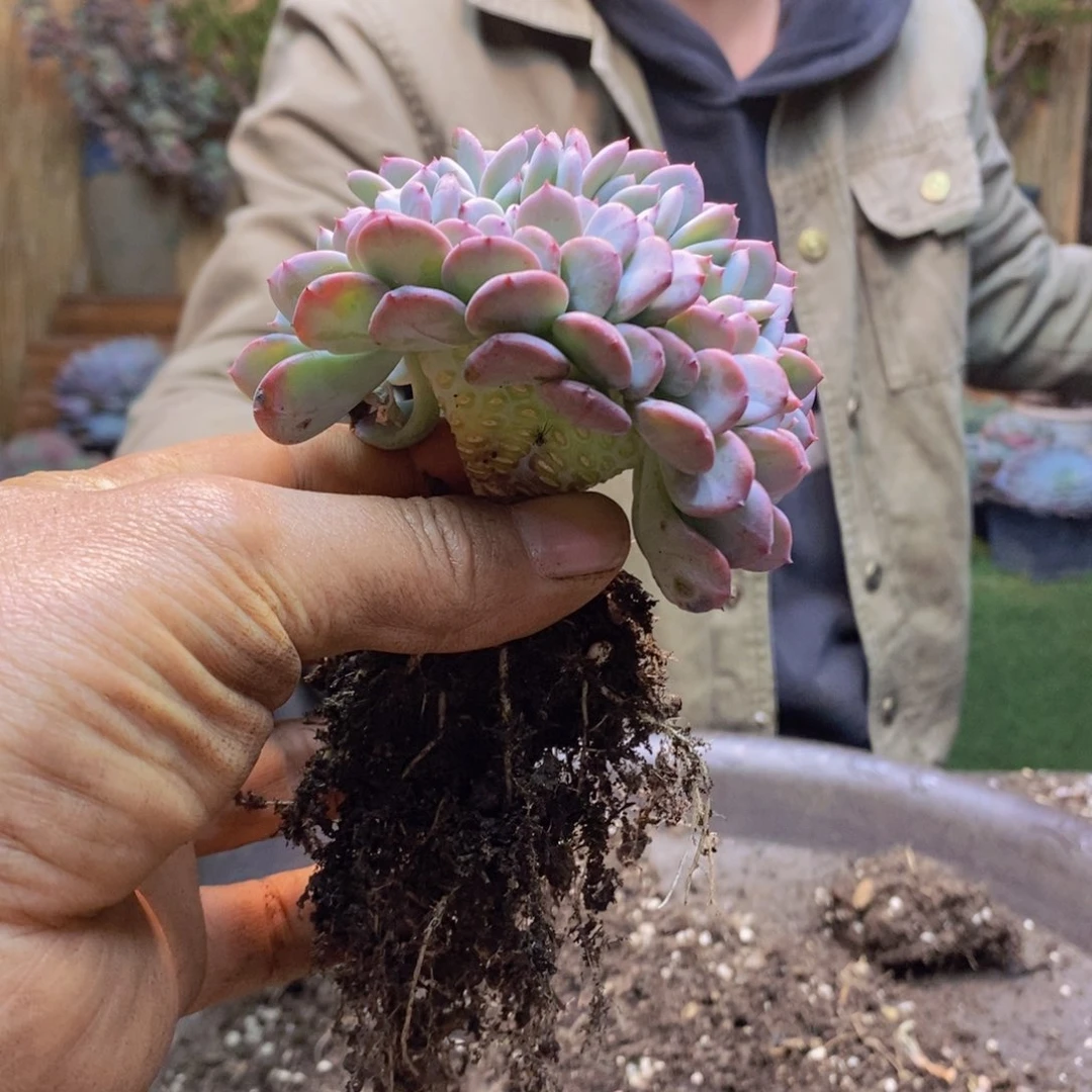 小*菜F28号玛瑙缀多肉