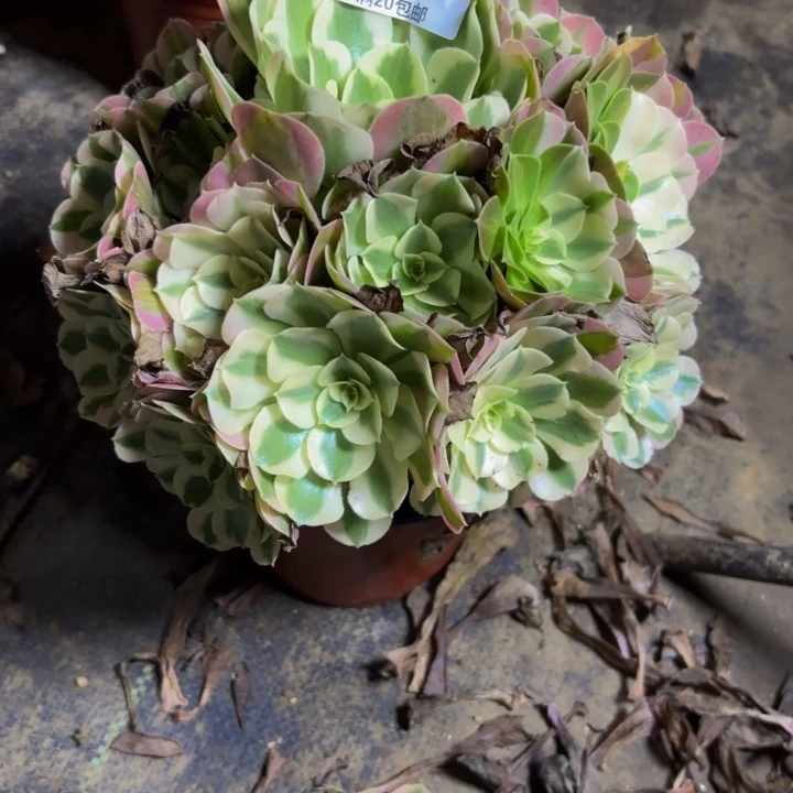 瑞妈多肉园艺783。布