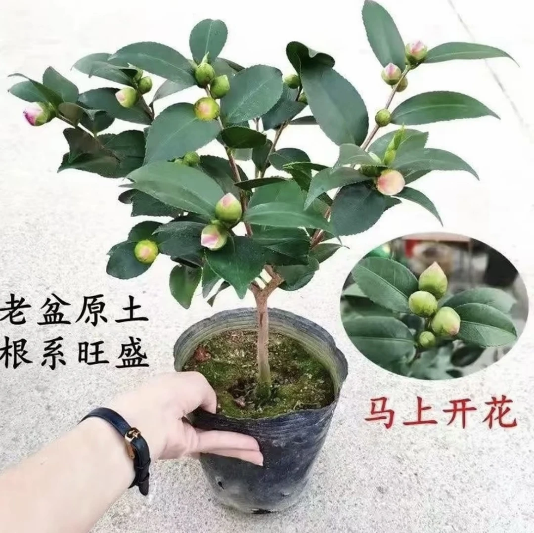 实在是太香了 香妃茶花盆栽 香水茶花 山茶花 带花苞 树苗 四季