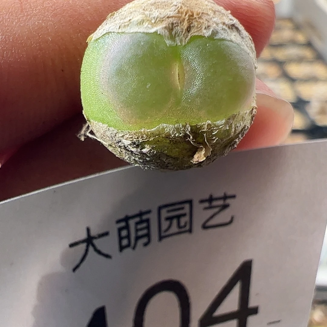 一物一拍。           404