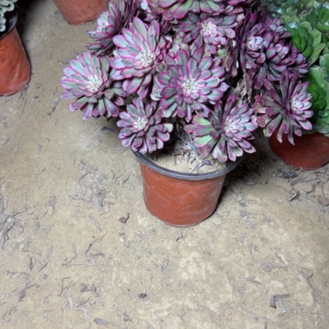 【闪购商品】多肉植物紫霞60