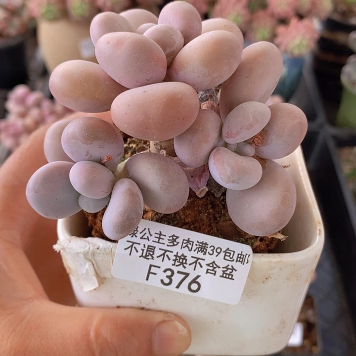 水光针奶酪8cm376多肉