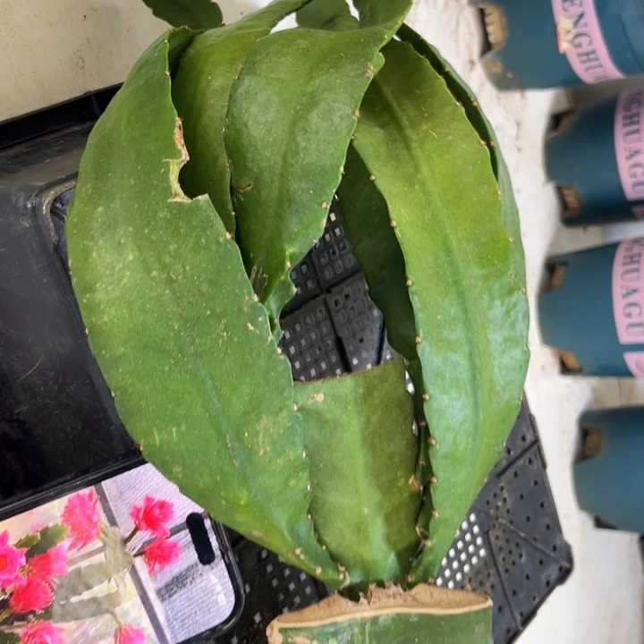 当前无花栽培后可以开花27