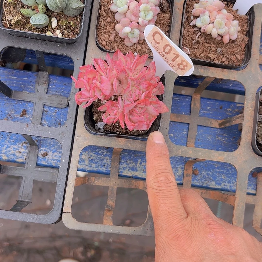 C018绮罗一物一拍