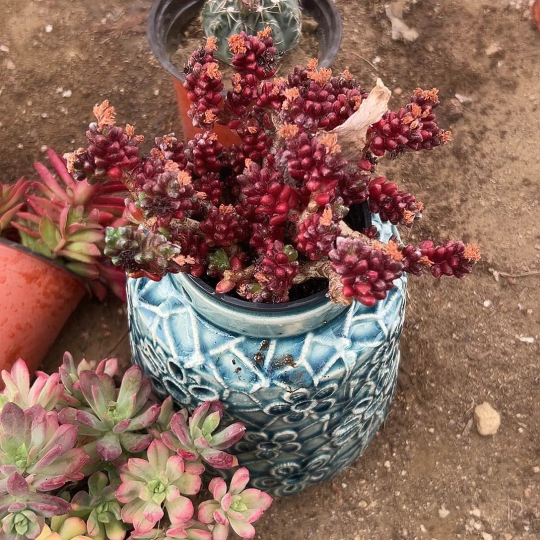 甜*多肉植物多肉植物