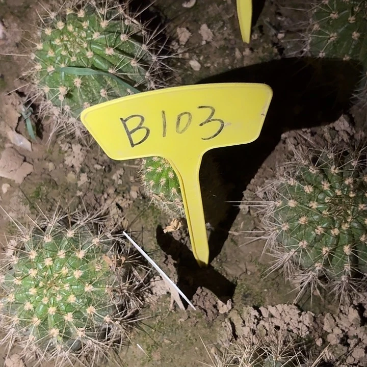 m****kB103,3-296毛花柱