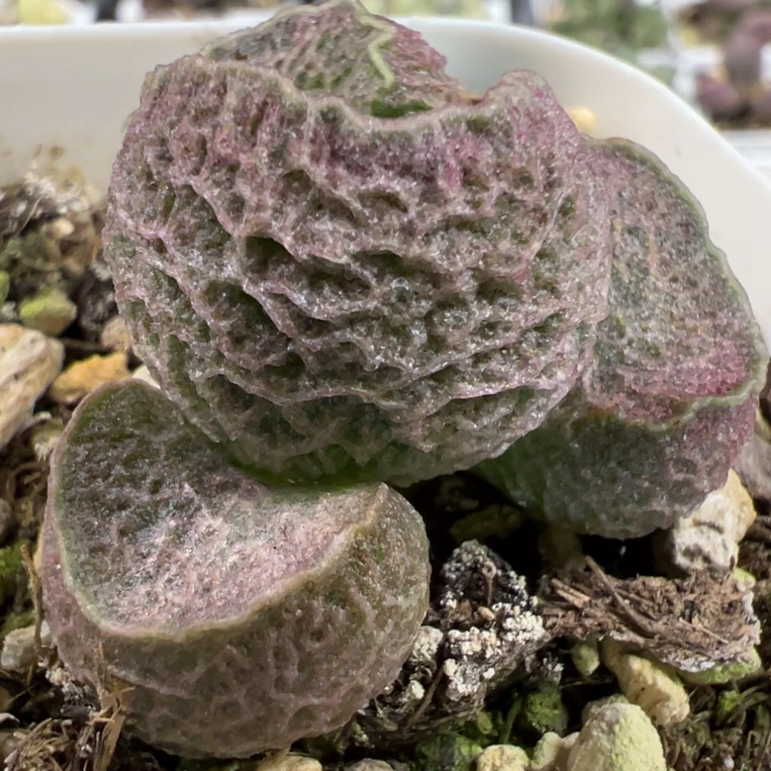 圆球网格实生新品多肉植物水泡多肉植物