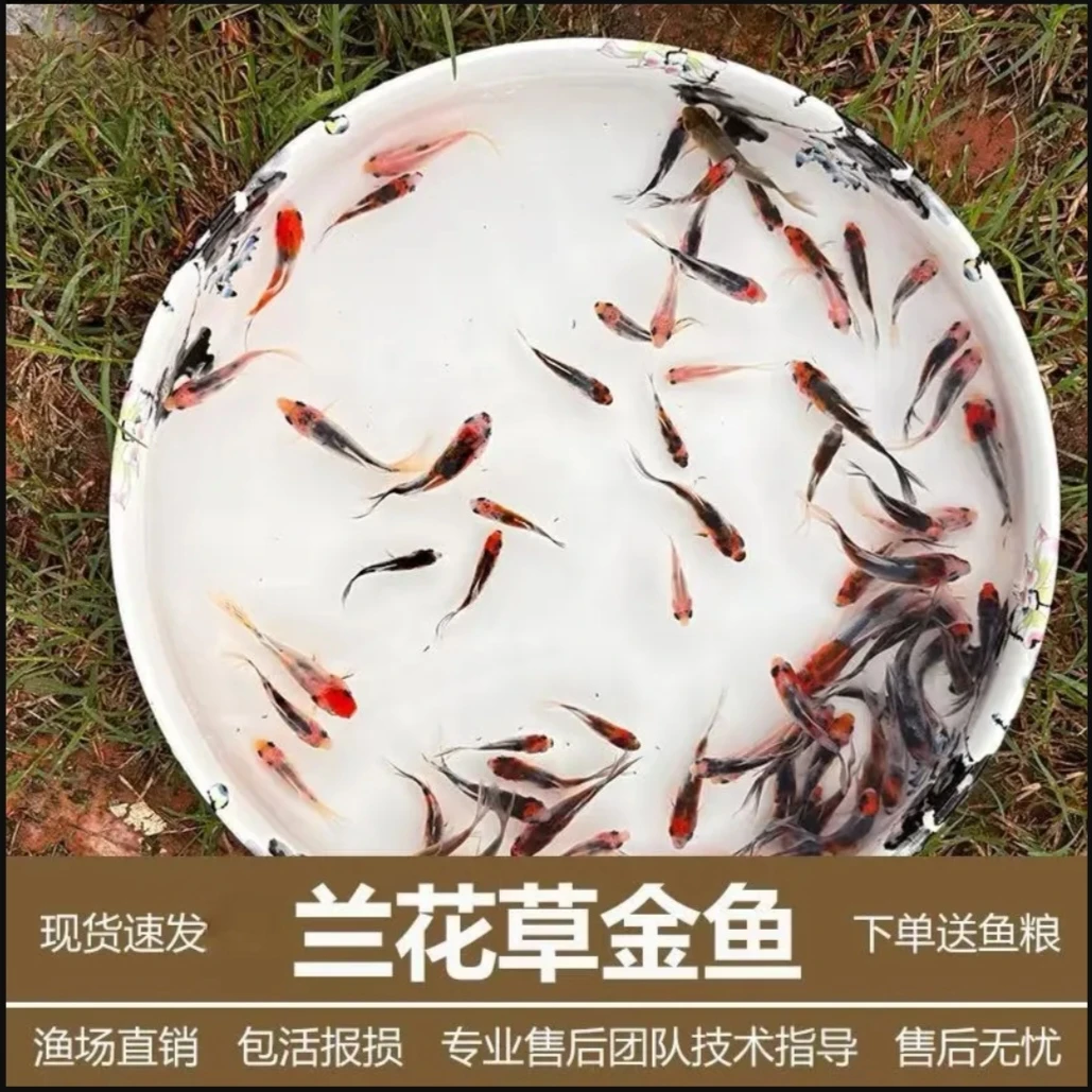 冷水五花草金鱼观赏鱼好养耐活兰花草金小型淡水热带花色包邮长尾