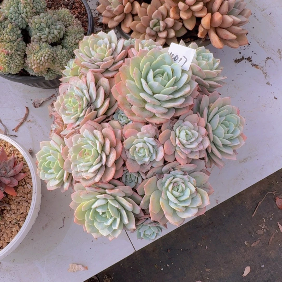 4017另取多肉植物