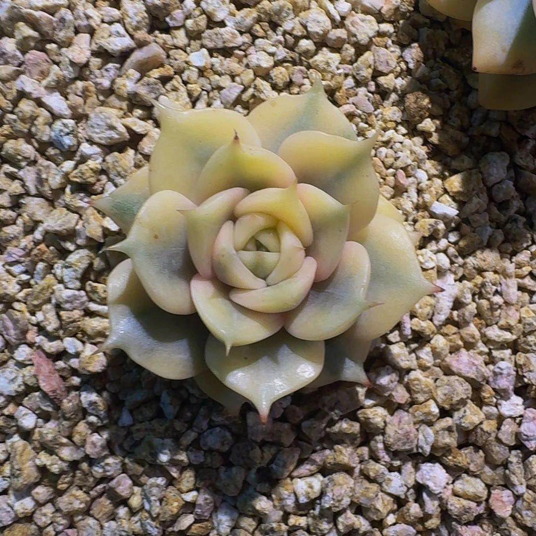 贝加尔湖 锦 一物一拍