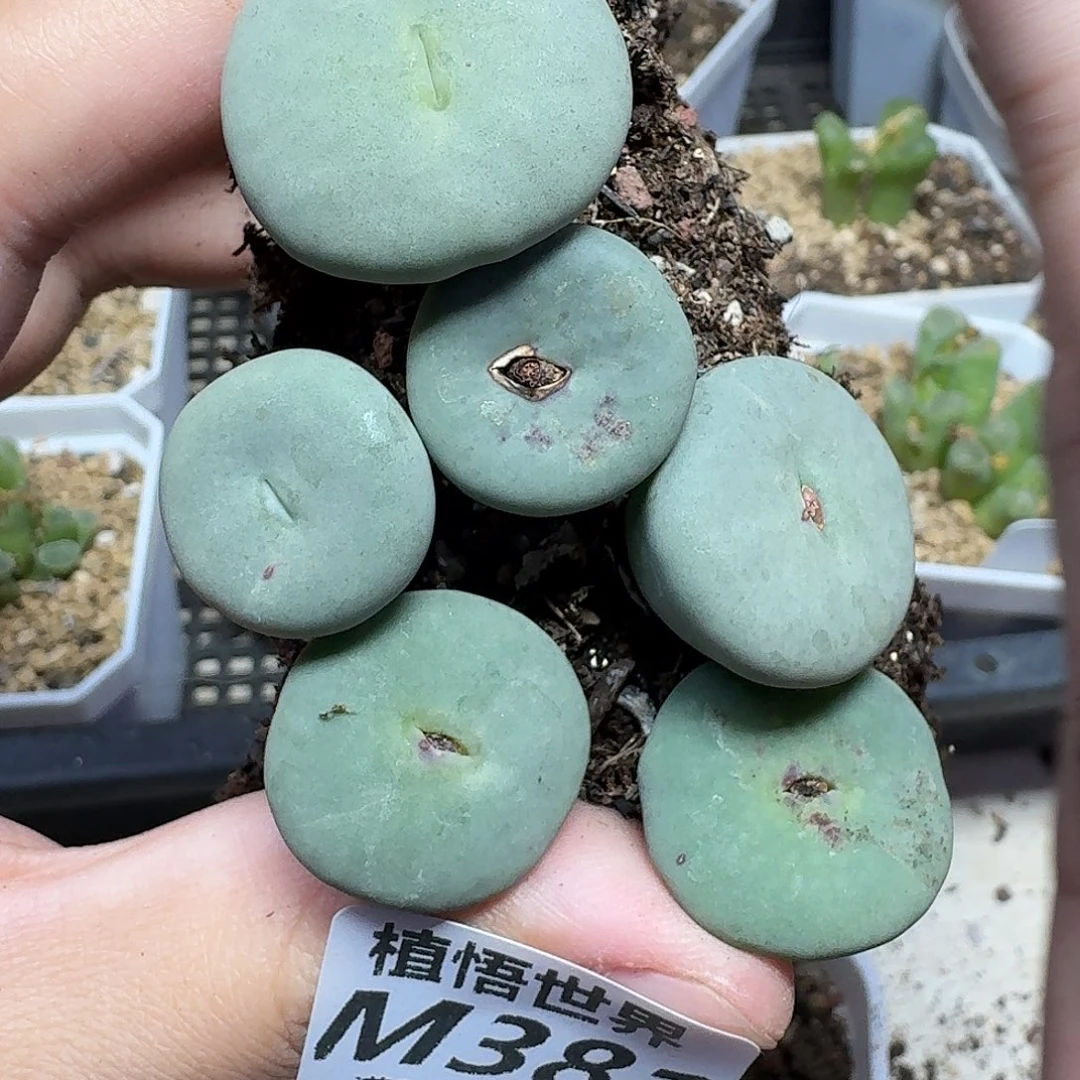 多肉植物的润泽ghnm