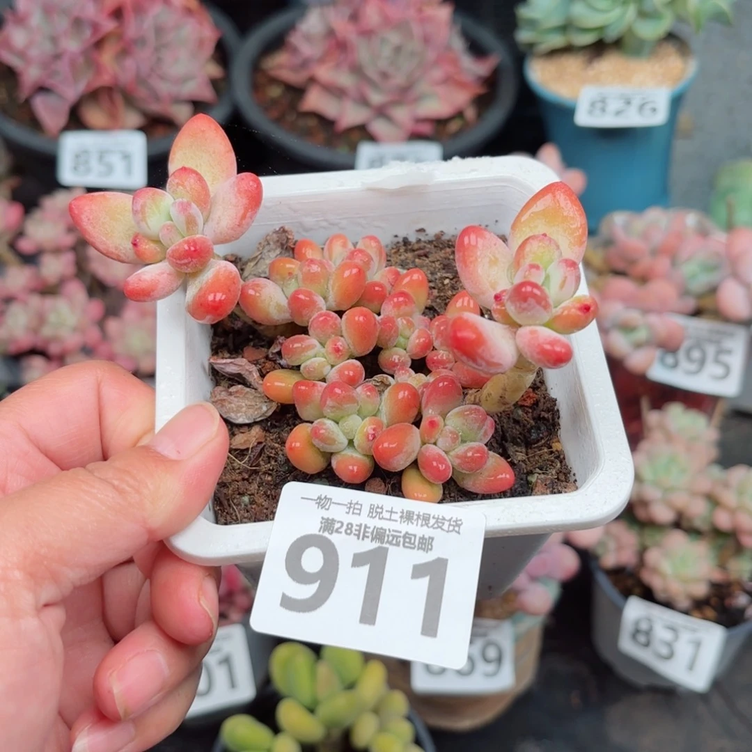 樱花奶整群无盆土发货