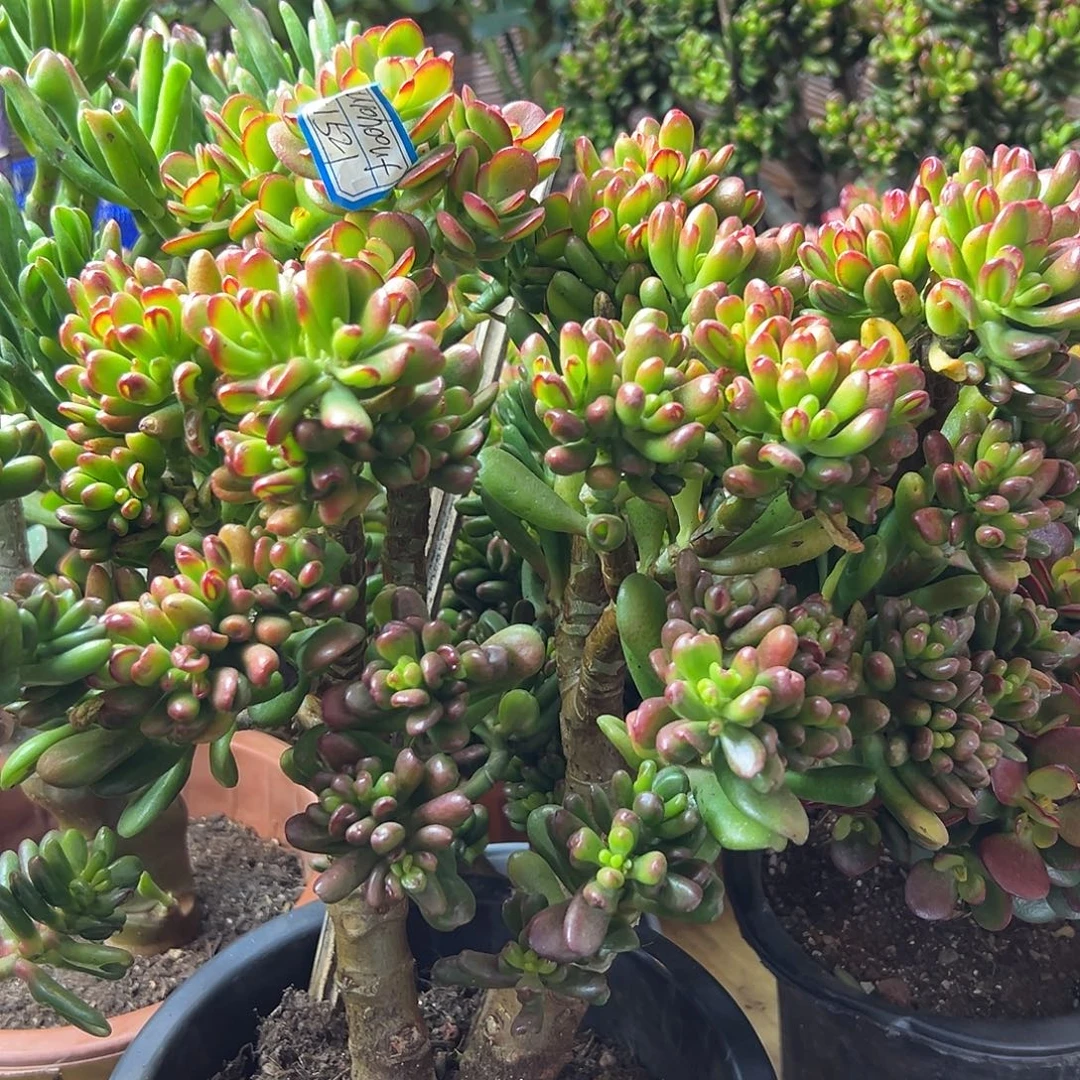 完全开放变异株招财猫一物一拍