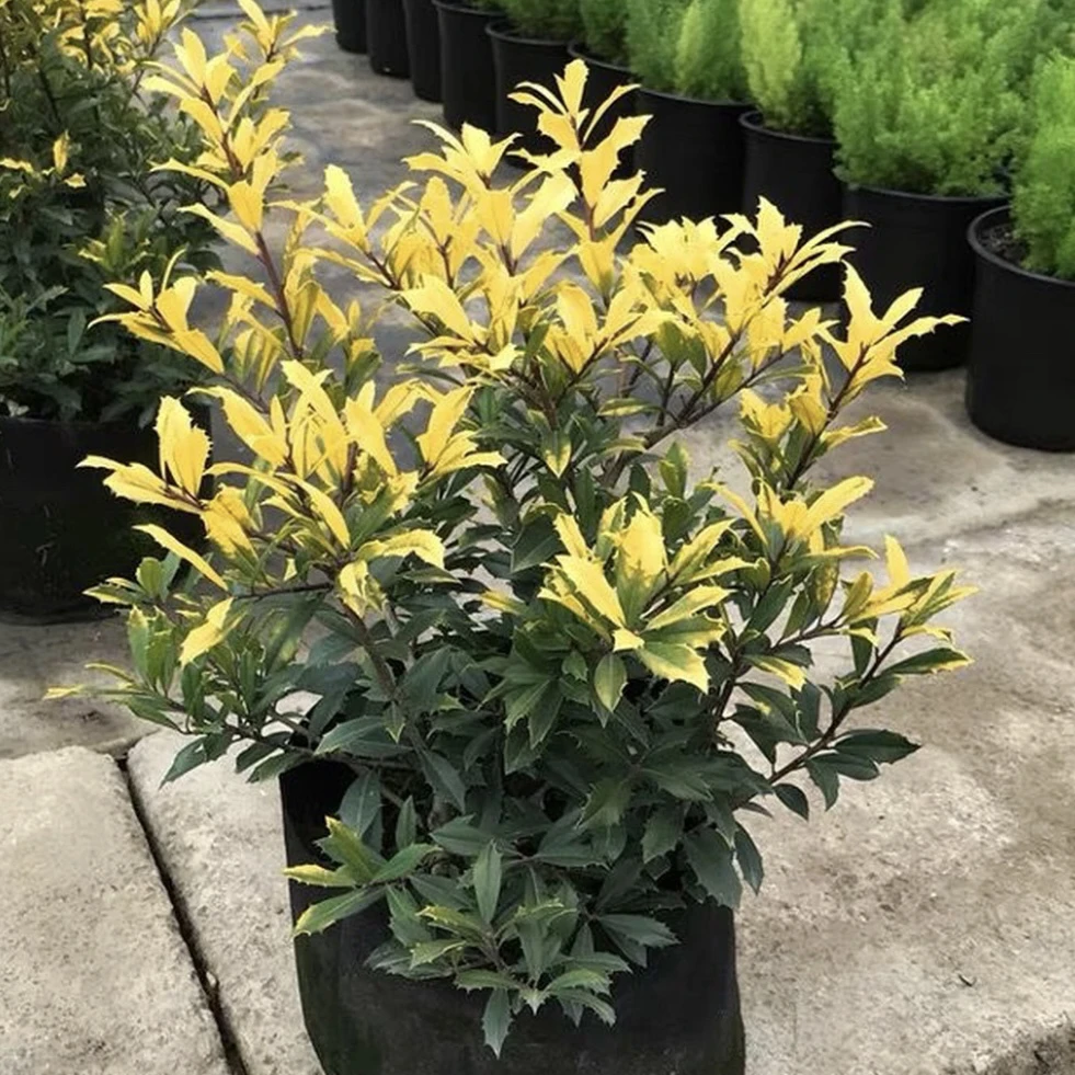 黄金构骨盆栽多年生灌木植物庭院阳台花镜观叶绿植耐寒耐热好养