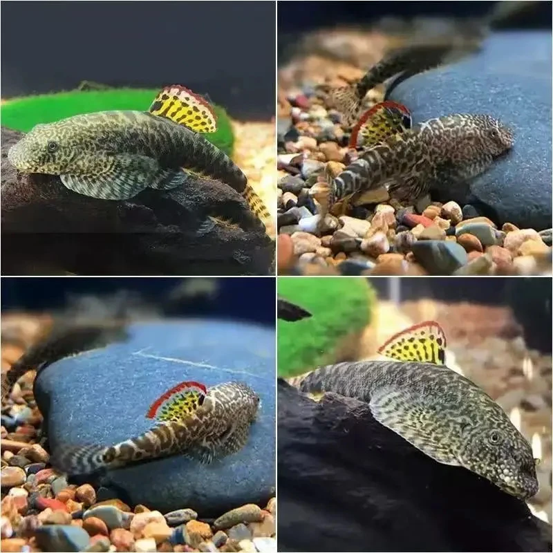 红鳍吸鳅 彩虹鳍 冷水清道夫 麦氏吸鳅 清洁鱼 擦玻璃 吃垃圾包邮