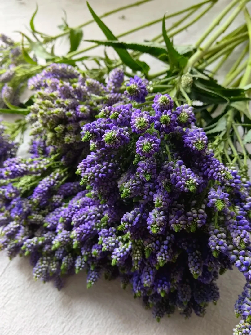 紫色鼠尾草1束---以直播间实物为准