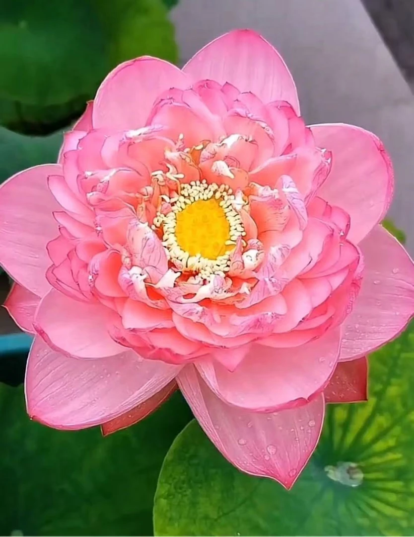 粉无霞  精品荷花种藕  荷花种根