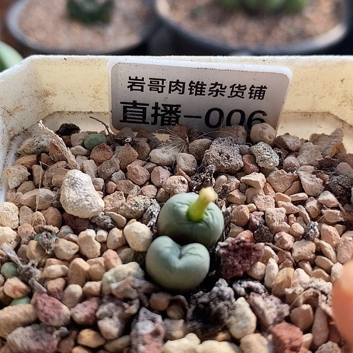 匈牙利种源Bit嘴双头