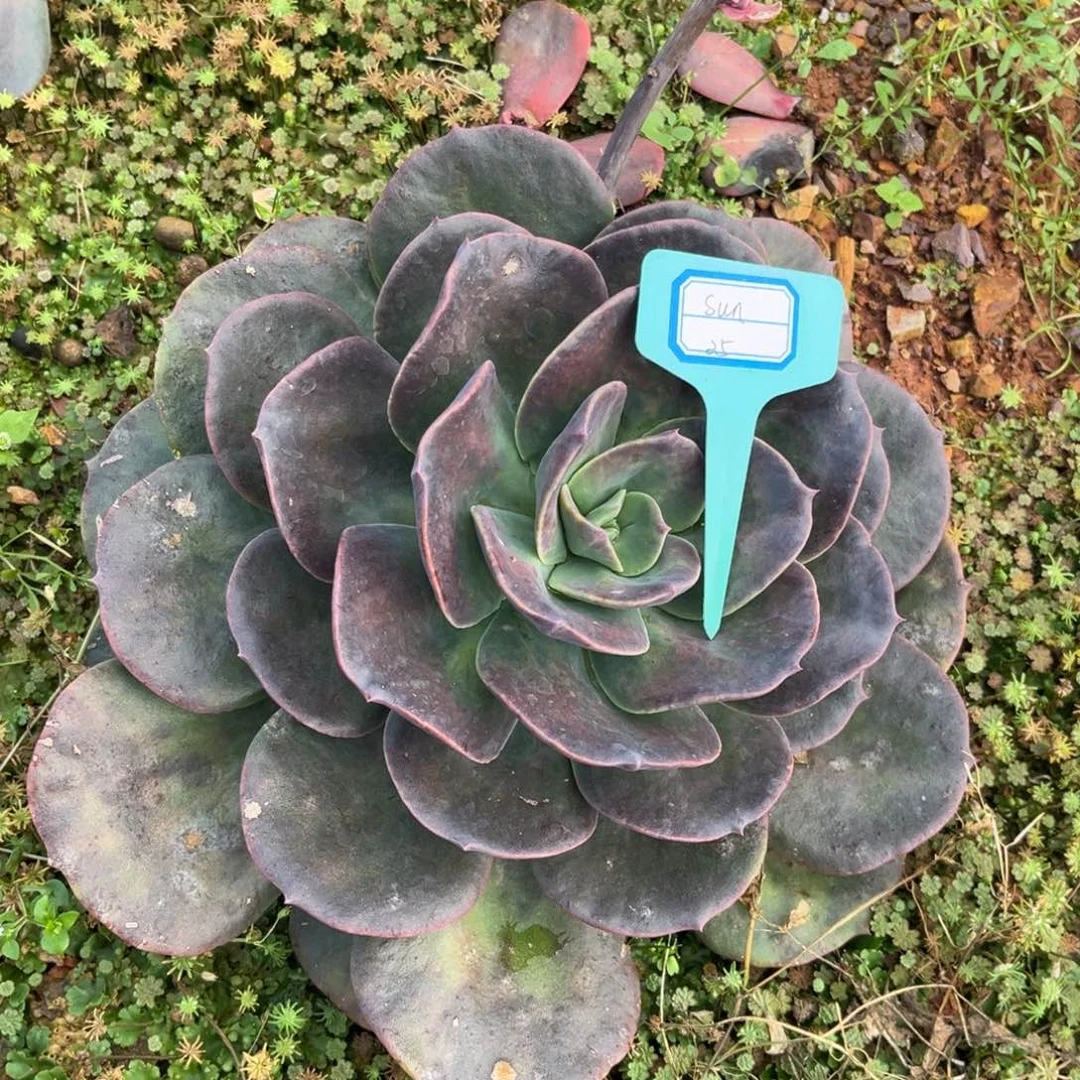 小雨多肉厚叶玫瑰sun