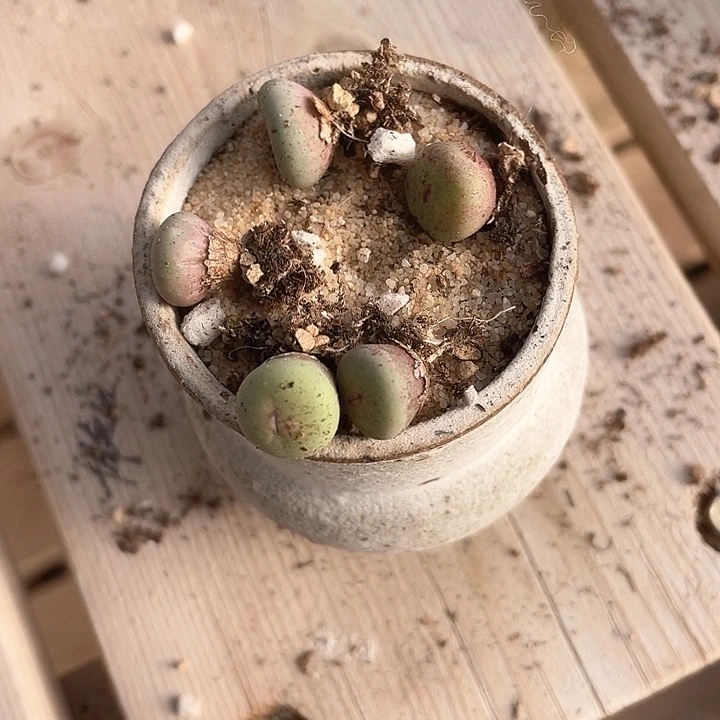 小****哥711。 五颗小红嘴。