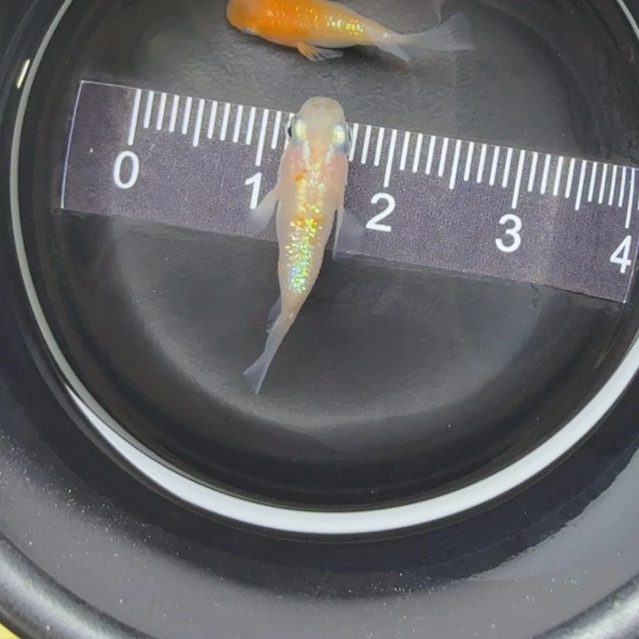 青鳉鱼王华球球20号