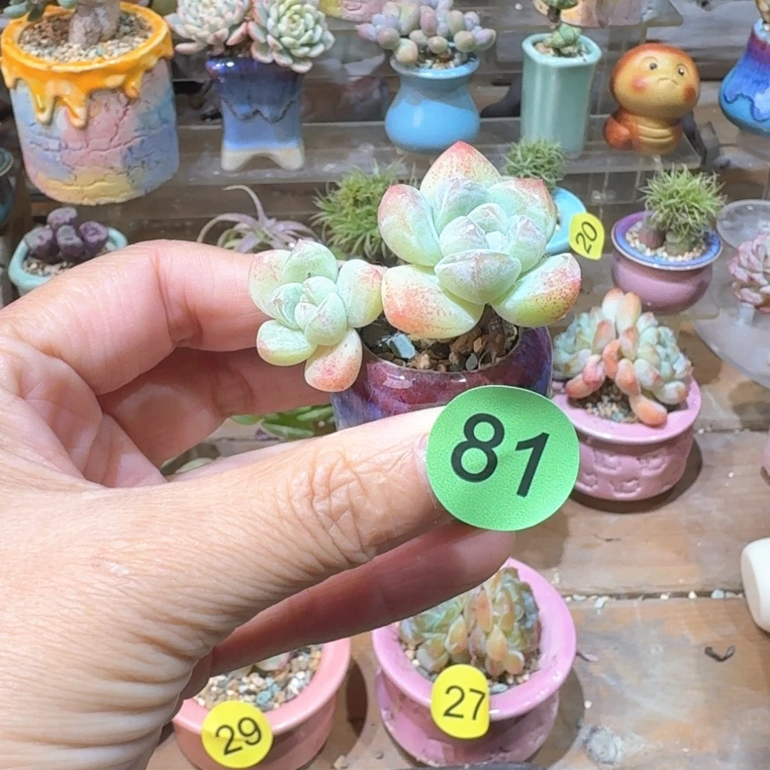 81 多肉含盆土30元包邮➗偏远